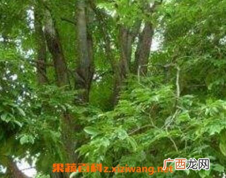 中国有香气树品种大全