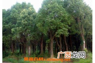 中国有香气树品种大全