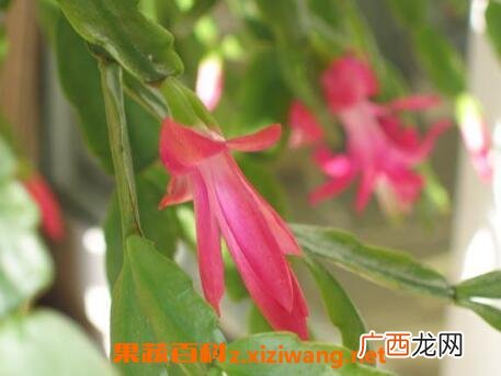 指节花的功效与作用