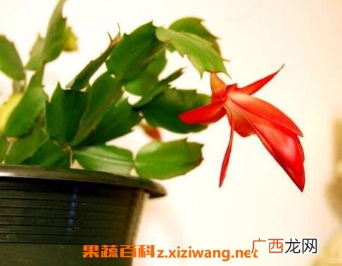 指节花的功效与作用