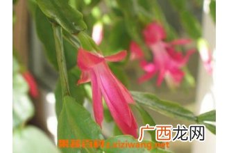 指节花的功效与作用