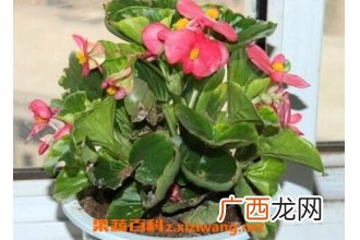 玻璃翠的养殖方法和注意事项