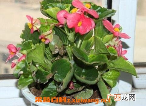 玻璃翠的养殖方法和注意事项