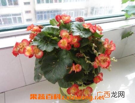 玻璃翠的养殖方法和注意事项