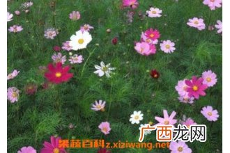 波斯菊怎么种 波斯菊的种植方法
