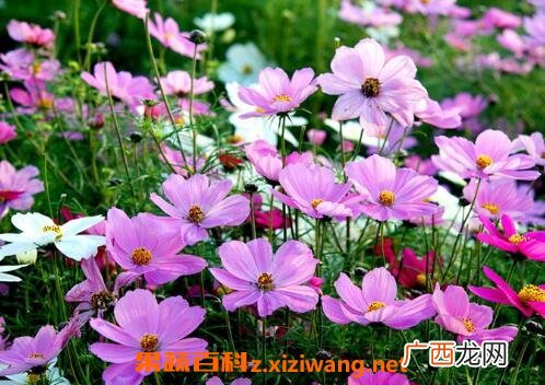 波斯菊怎么种 波斯菊的种植方法