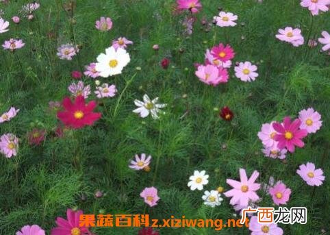 波斯菊怎么种 波斯菊的种植方法