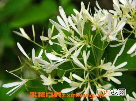 不适宜养在家里的植物