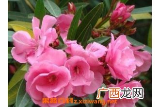不适宜养在家里的植物