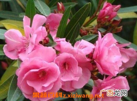不适宜养在家里的植物