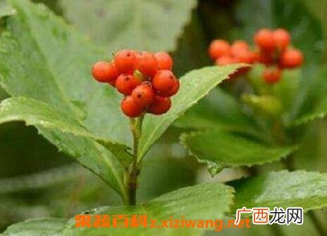 草珊瑚的繁殖方法和技巧