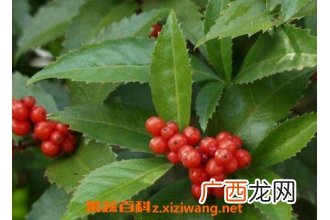 草珊瑚的繁殖方法和技巧