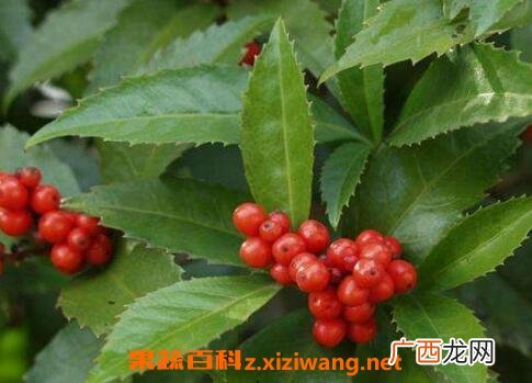 草珊瑚的繁殖方法和技巧