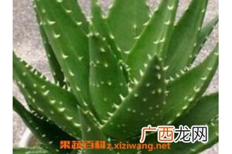 吃芦荟有什么好处 吃芦荟的好处和功效