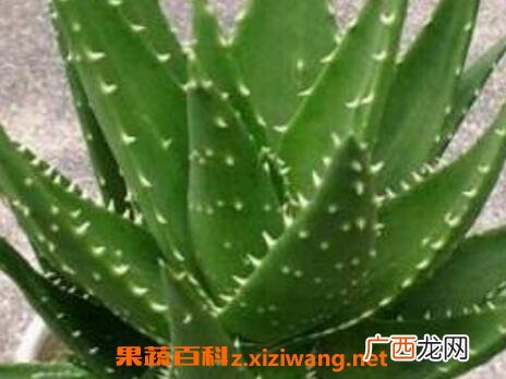 吃芦荟有什么好处 吃芦荟的好处和功效