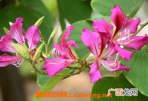 不能放在室内的花有哪些