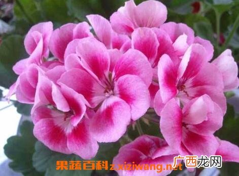 不能放在室内的花有哪些