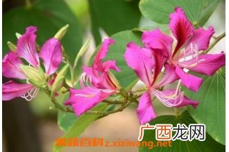 不能放在室内的花有哪些