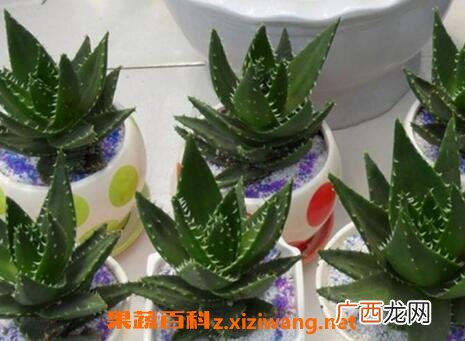 多肉植物不夜城的养殖方法技巧