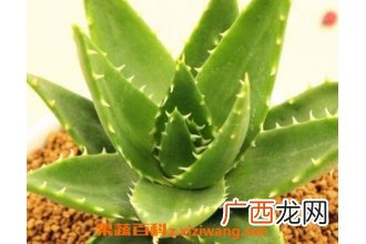 多肉植物不夜城的养殖方法技巧