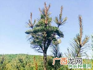 白杨树怎么养，白杨树的养殖方法和注意事项