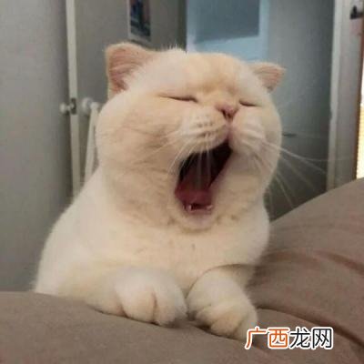 男猫咪高贵洋气的名字 100个招财好名字有哪些