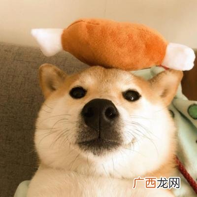 男猫咪高贵洋气的名字 100个招财好名字有哪些