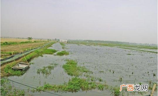 小龙虾养殖场 大连小龙虾养殖场
