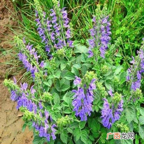 丹参高产种植新技术 丹参的养殖