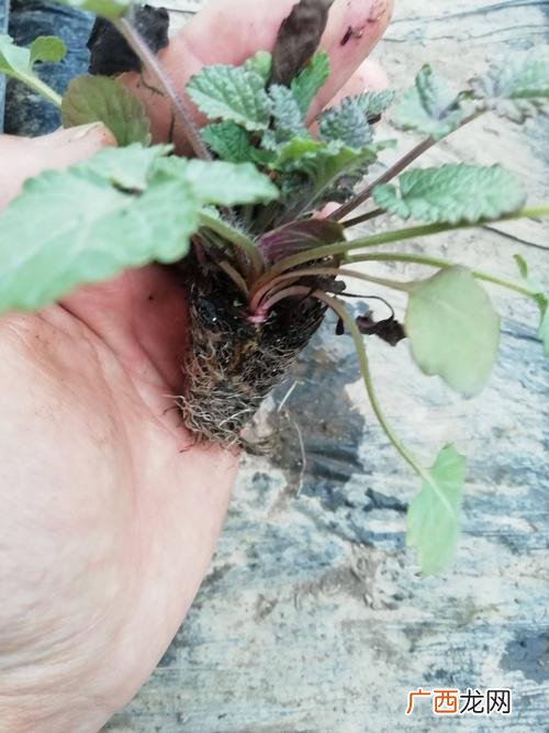 丹参高产种植新技术 丹参的养殖