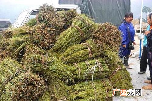 养殖肉狗为什么亏本 丹参的育苗与养殖