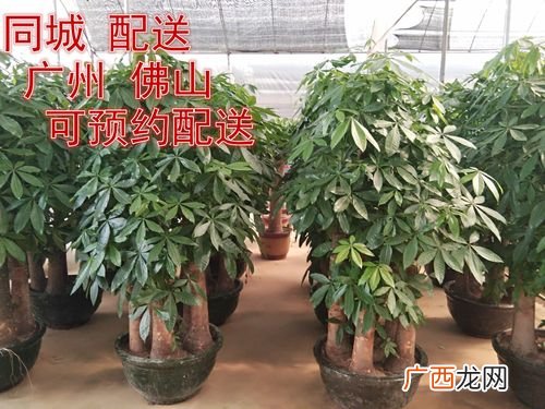 盆栽发财树图片 发财树盆栽的养殖方法