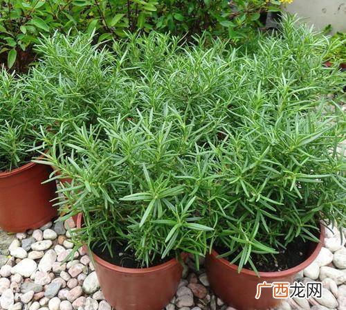 菜牛养殖技术视频 费菜养殖