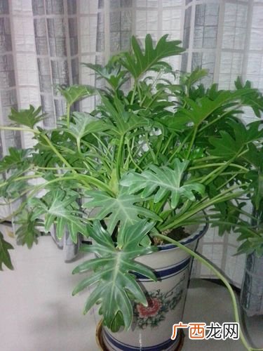 菜牛养殖技术视频 费菜养殖