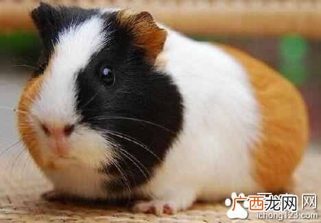 怎么饲养及注意事项 天竺鼠吃什么食物