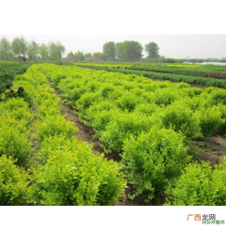 油茶施肥需要注意哪些原则？油茶施肥技术！