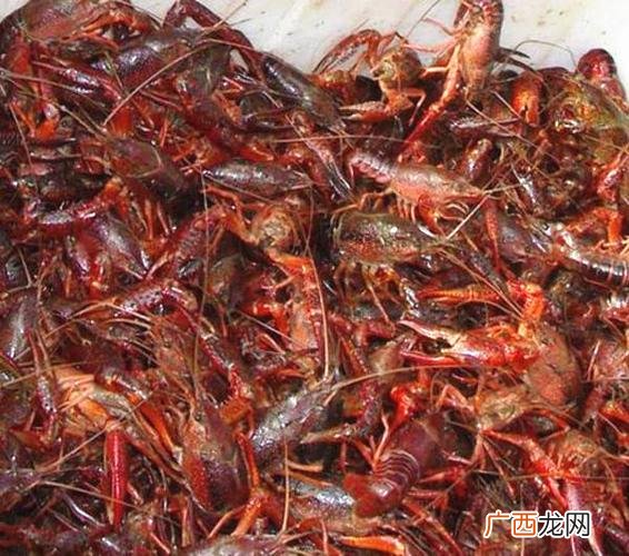 龙虾养殖技术 龙虾一般几月份养殖