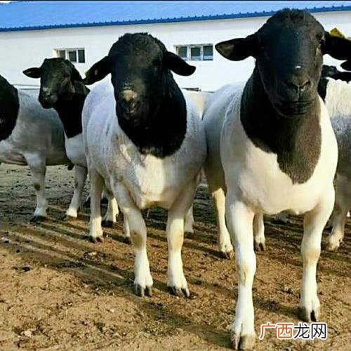 鲁西黑头羊引种价格 鲁西黑头羊养殖