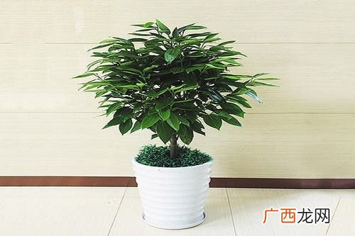 盆栽花卉怎么养好 买的盆栽怎么养殖