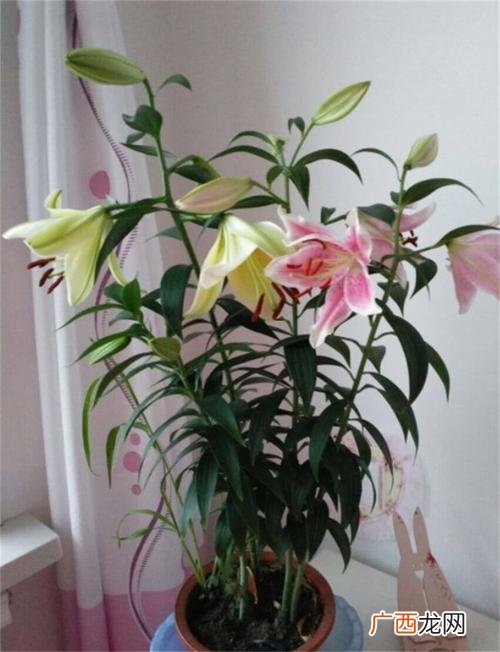 盆栽花卉怎么养好 买的盆栽怎么养殖