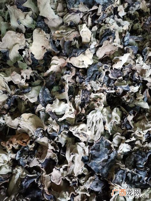 毛木耳种植技术 毛木耳养殖大棚图片