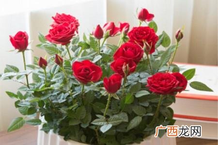 玫瑰花苗种植方法 玫瑰树的养殖方法
