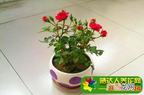 玫瑰花苗种植方法 玫瑰树的养殖方法