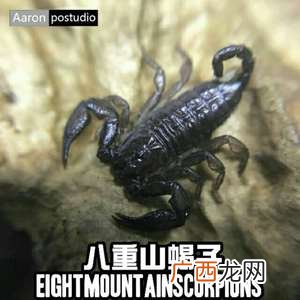 蝎子仿野生养殖可行吗 蒙阴荒山蝎子养殖视频
