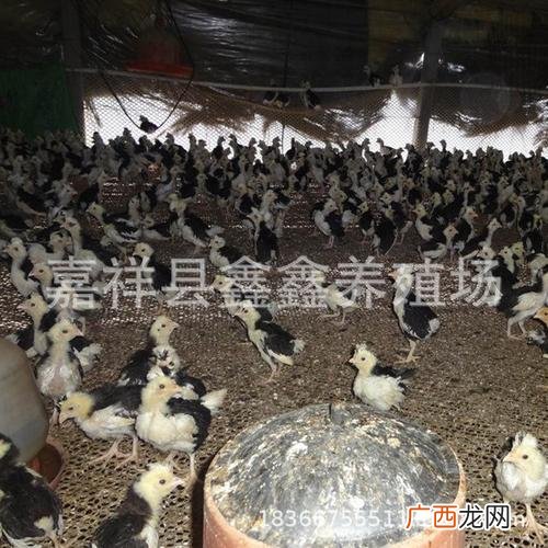 致富经杨昌霞贵妃鸡是哪里的 绵阳的贵妃鸡养殖场