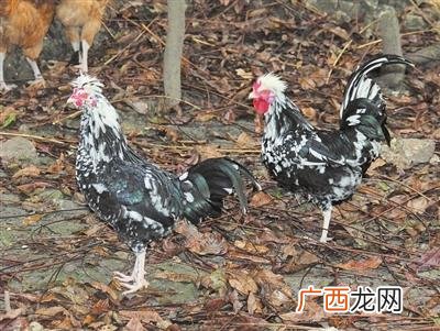 致富经杨昌霞贵妃鸡是哪里的 绵阳的贵妃鸡养殖场