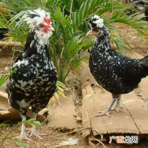 致富经杨昌霞贵妃鸡是哪里的 绵阳的贵妃鸡养殖场