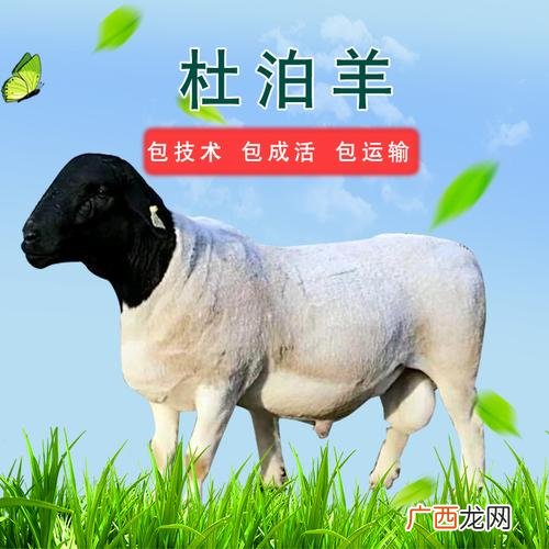养羊技术 棉羊养殖技术