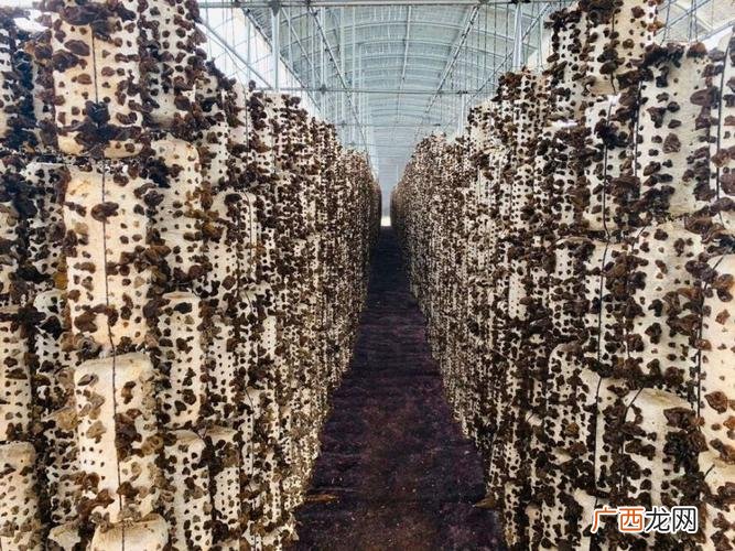 木耳的种植技术与管理视频 木耳养殖大棚图片