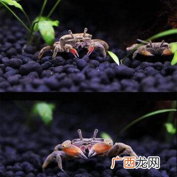 深水网箱养鱼技术 哪些蟹可以深水养殖